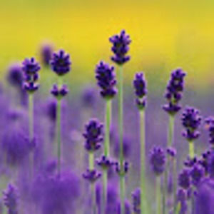 Meet your Posher, Yujie